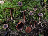 Cortinarius anthracinus