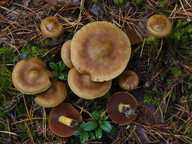 Cortinarius semisanguineus