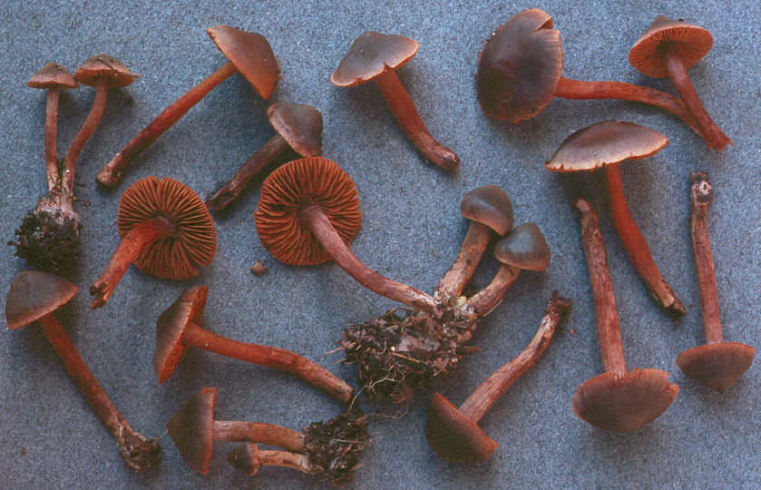 Cortinarius anthracinus