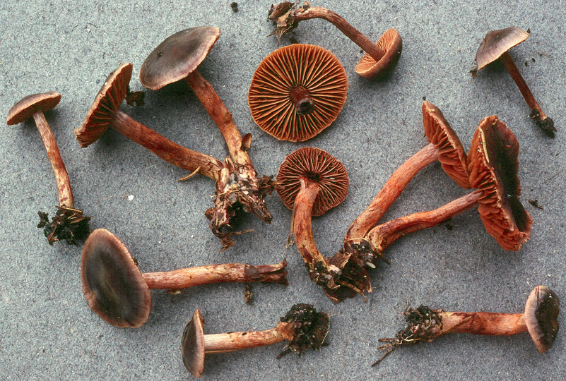 Cortinarius anthracinus