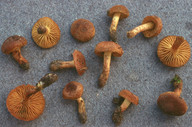 Cortinarius aureifolius