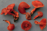 Cortinarius cinnabarinus