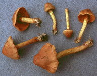 Cortinarius cinnamomeus