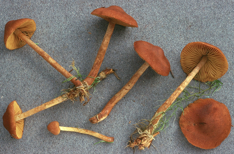 Cortinarius croceoconus