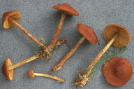 Cortinarius croceoconus