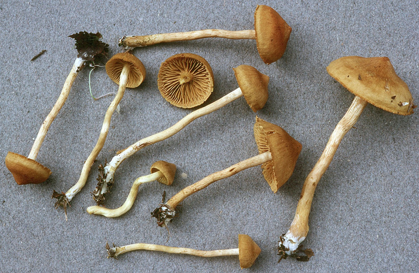 Cortinarius croceus