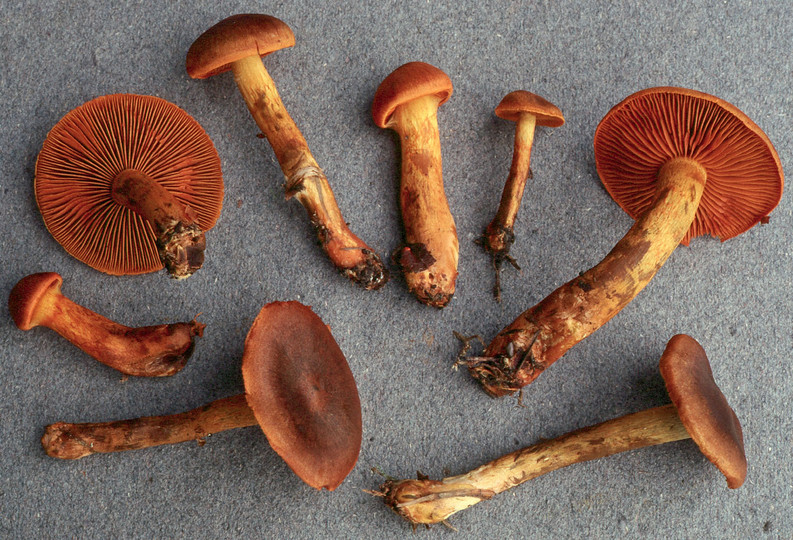 Cortinarius malicorius