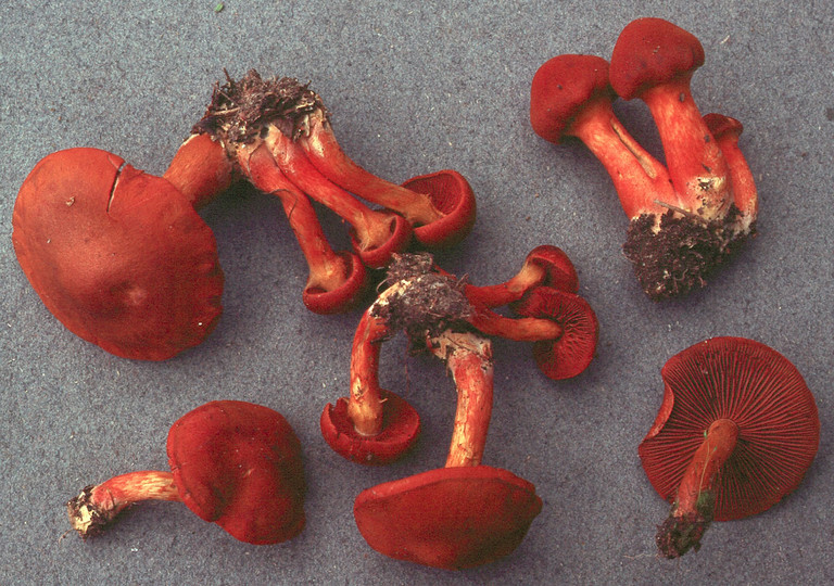 Cortinarius phoeniceus