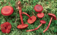 Cortinarius sanguineus