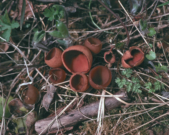 Dumontinia tuberosa