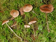 Entoloma conferendum