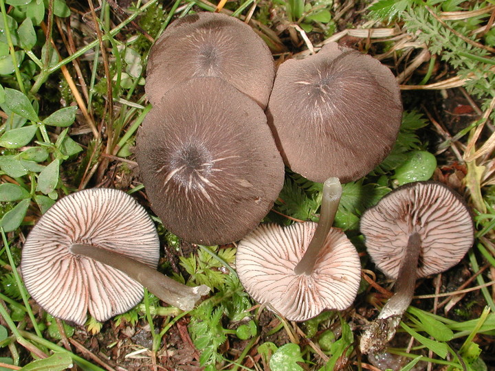 Entoloma caesiocinctum