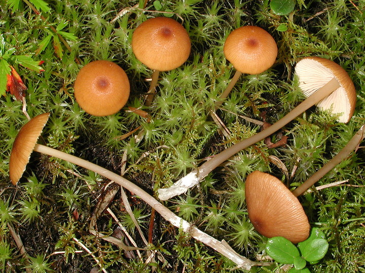 Entoloma formosum