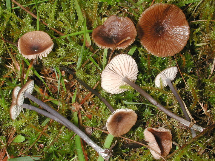 Entoloma asprellum