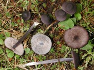 Entoloma chalybaeum var. lazulinum