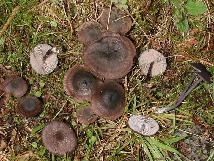 Entoloma chalybaeum var. lazulinum