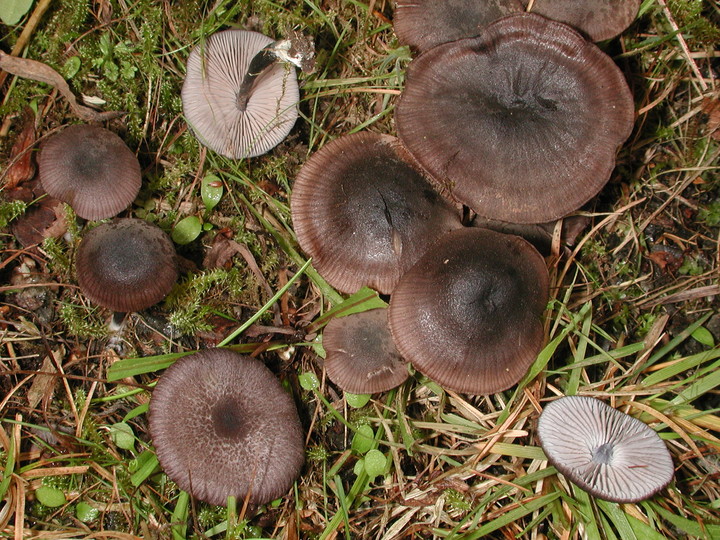 Entoloma chalybaeum var. lazulinum