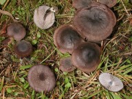 Entoloma chalybaeum var. lazulinum