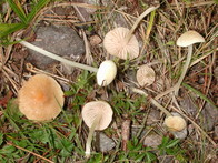 Entoloma sericellum