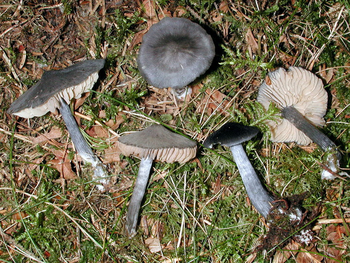 Entoloma nitidum