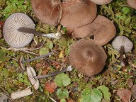 Entoloma caesiocinctum