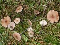 Entoloma lividocyanulum