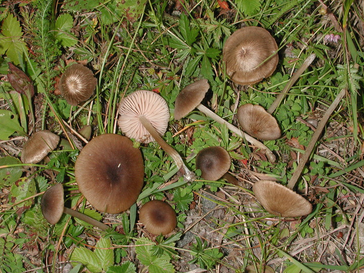 Entoloma rhombisporum