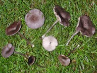 Entoloma mougeotii