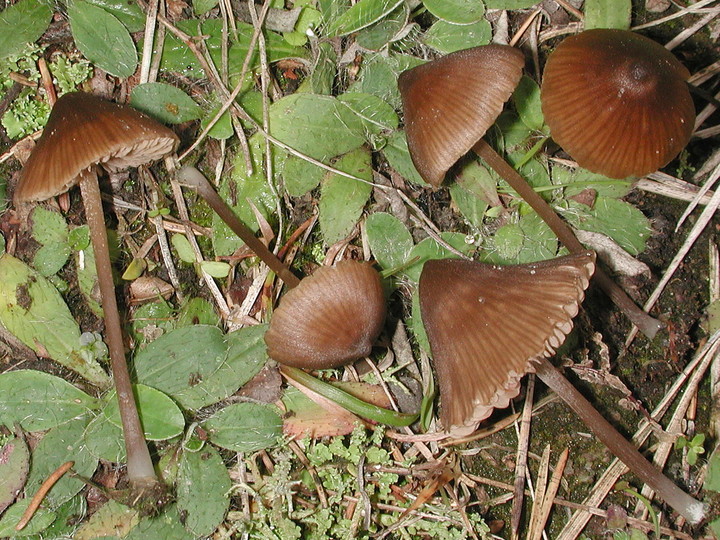 Entoloma papillatum