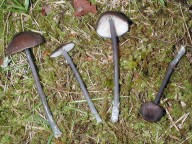 Entoloma asprellum