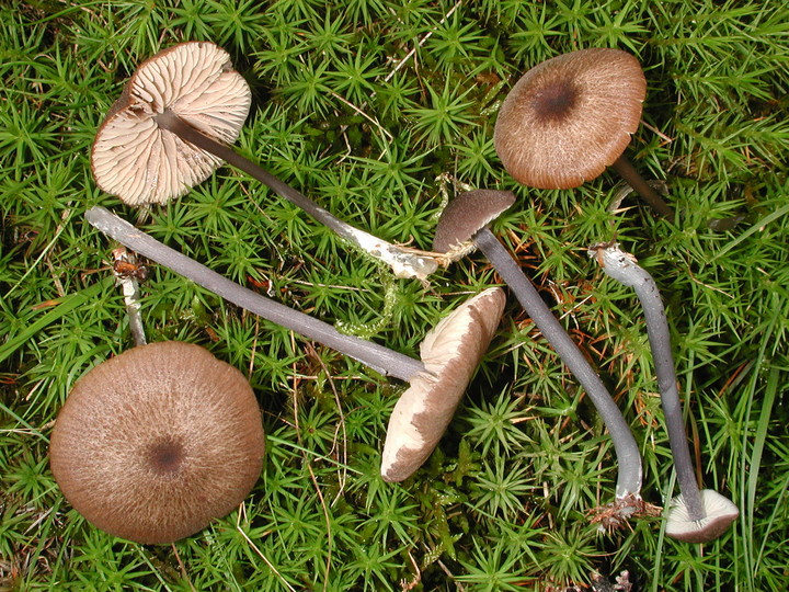 Entoloma asprellum