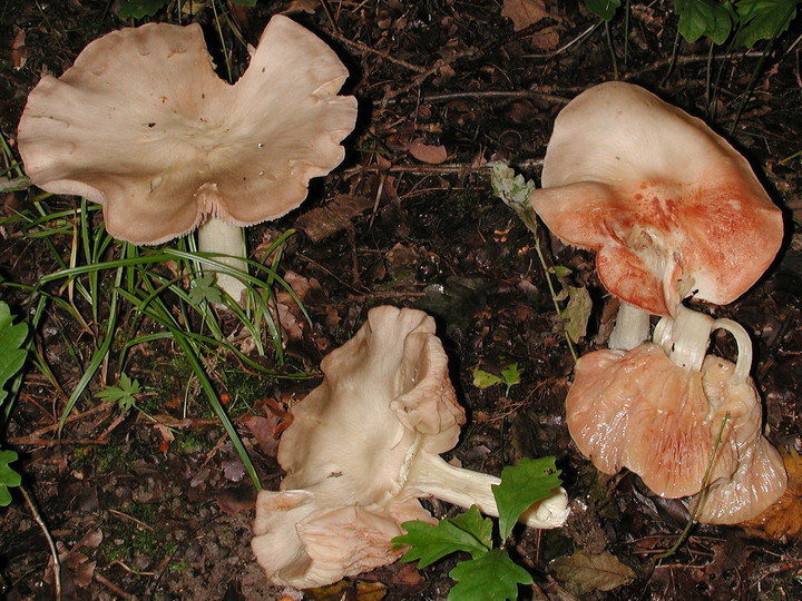 Entoloma sinuatum