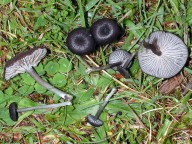 Entoloma serrulatum