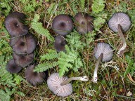 Entoloma serrulatum