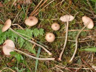 Entoloma exile var. pyrospilum