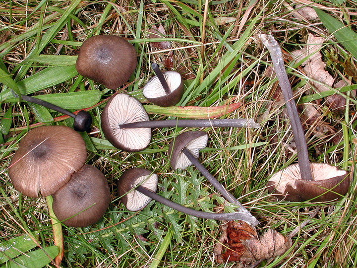 Entoloma atrocoeruleum