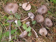 Entoloma mougeotii