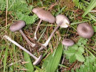 Entoloma mougeotii