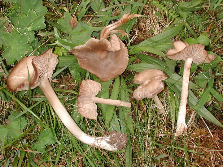 Entoloma ameides