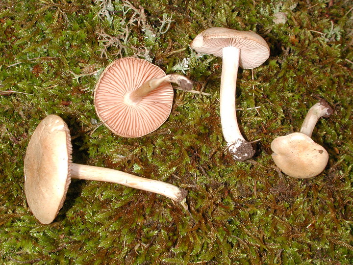 Entoloma excentricum