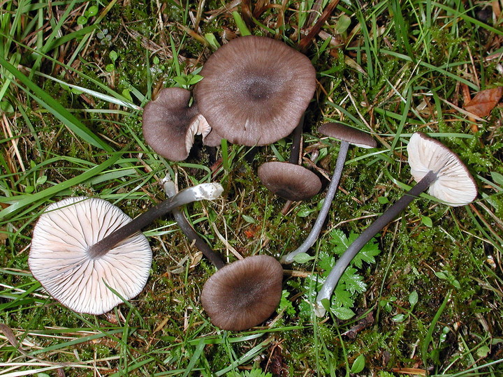 Entoloma poliopus