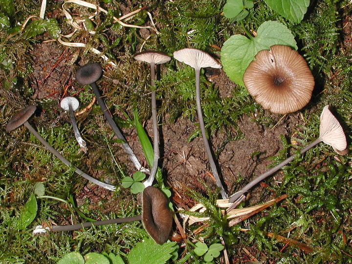 Entoloma poliopus