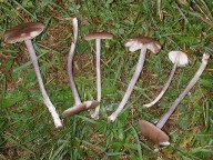 Entoloma griseocyaneum