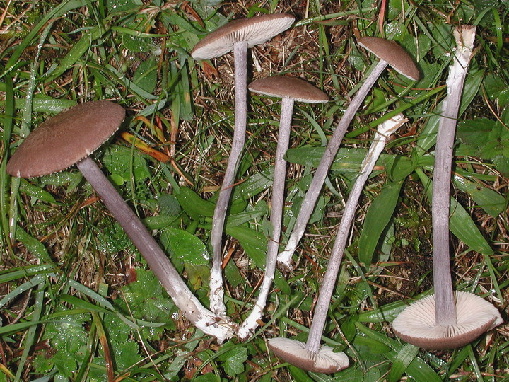 Entoloma griseocyaneum