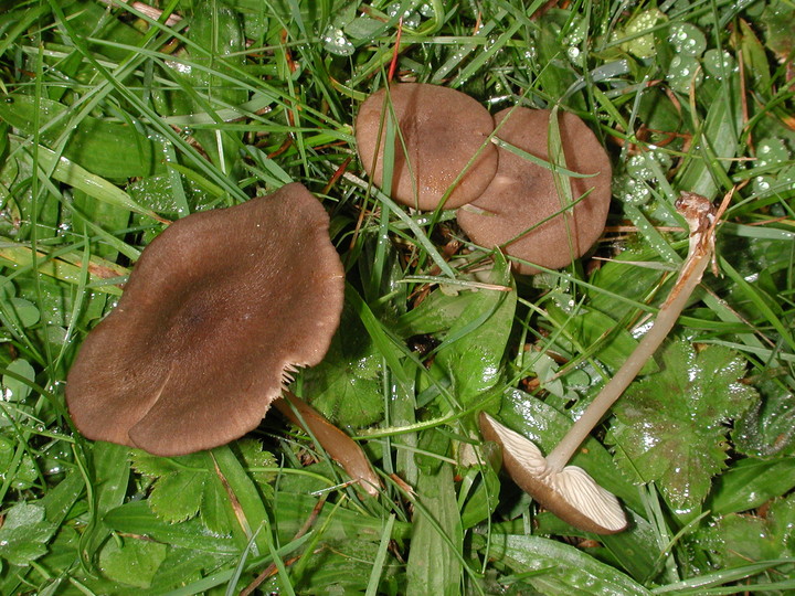 Entoloma turci