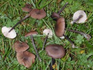 Entoloma atrocoeruleum