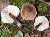 Entoloma tjallingiorum