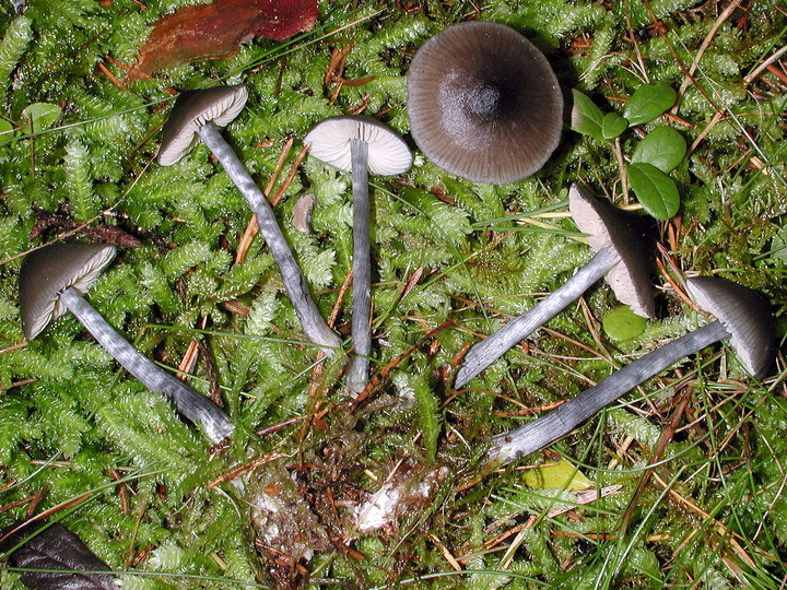 Entoloma nitidum