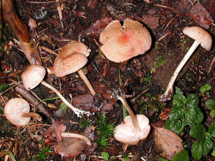 Entoloma queletii