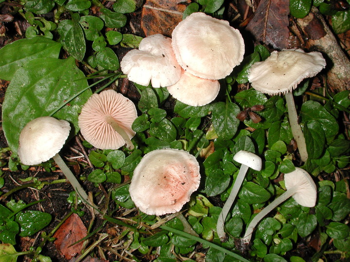 Entoloma sericellum